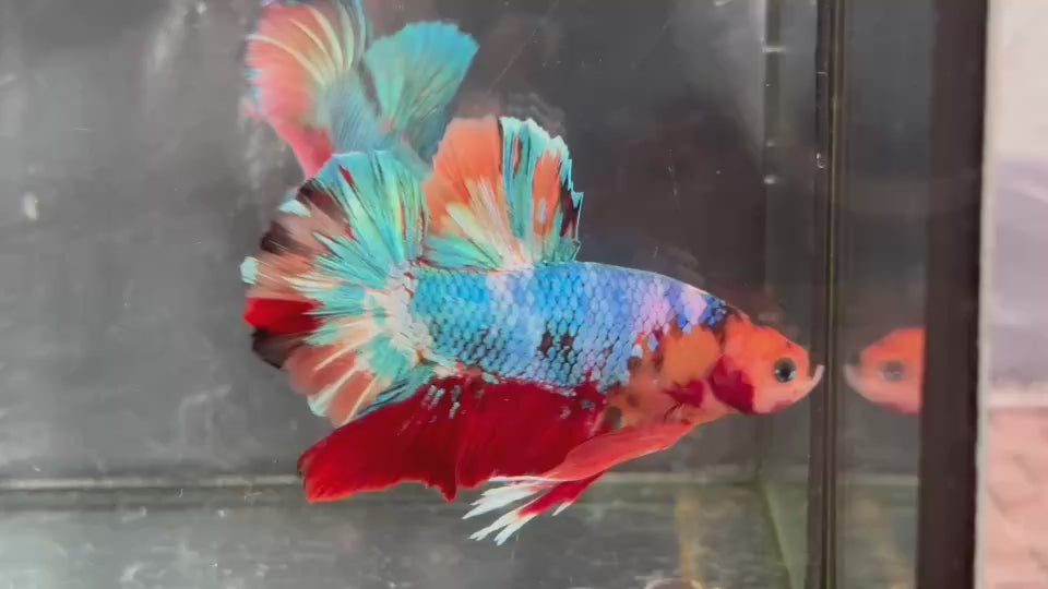 Live Male Betta Fancy Koi mixed colors Giants Plakat (TNK-A378) High quality what you see what you get!!