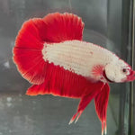 Live Male Betta Red Dragon Plakat (TNK-A702) High quality what you see what you get!!