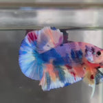 Live Male Betta Candy Multi-colors Plakat (TNK-831) R10A10 High quality what you see what you get!!