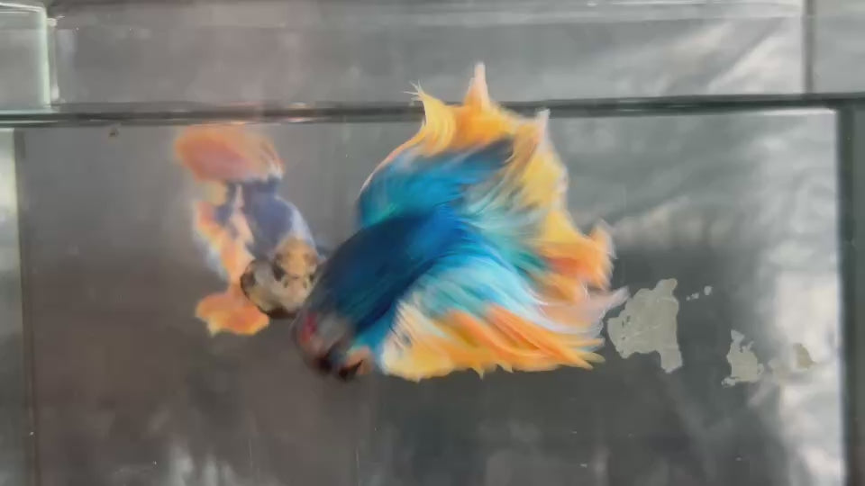 Live Male Betta Fancy Yellow Mascot Bi-colors Over Halfmoon (TNK-A775) High quality What you see What you get!!
