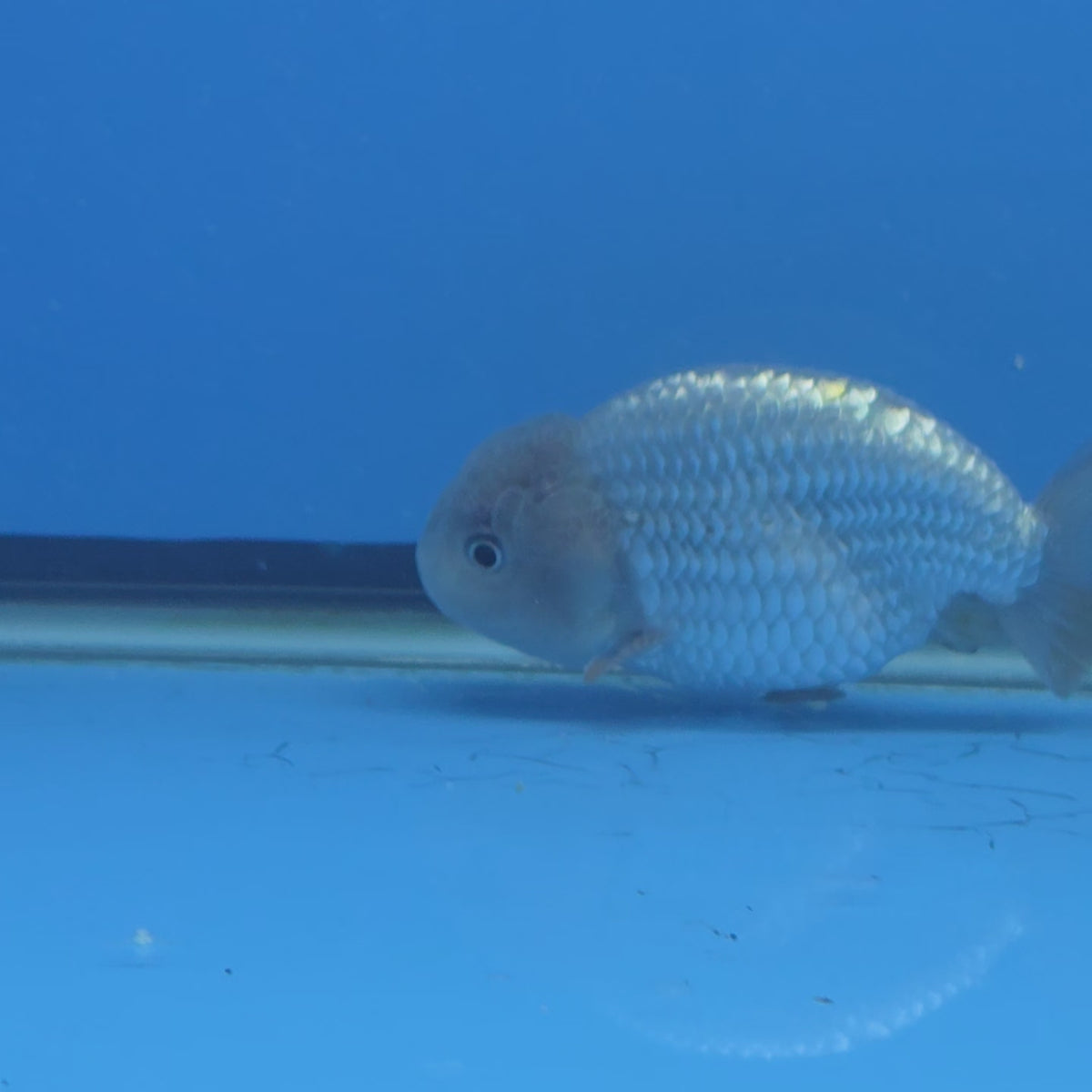 Thai Ranchu 2.50" Body Female (FEB-816)R2B05