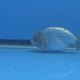 Thai Ranchu 2.50" Body Female (FEB-816)R2B05