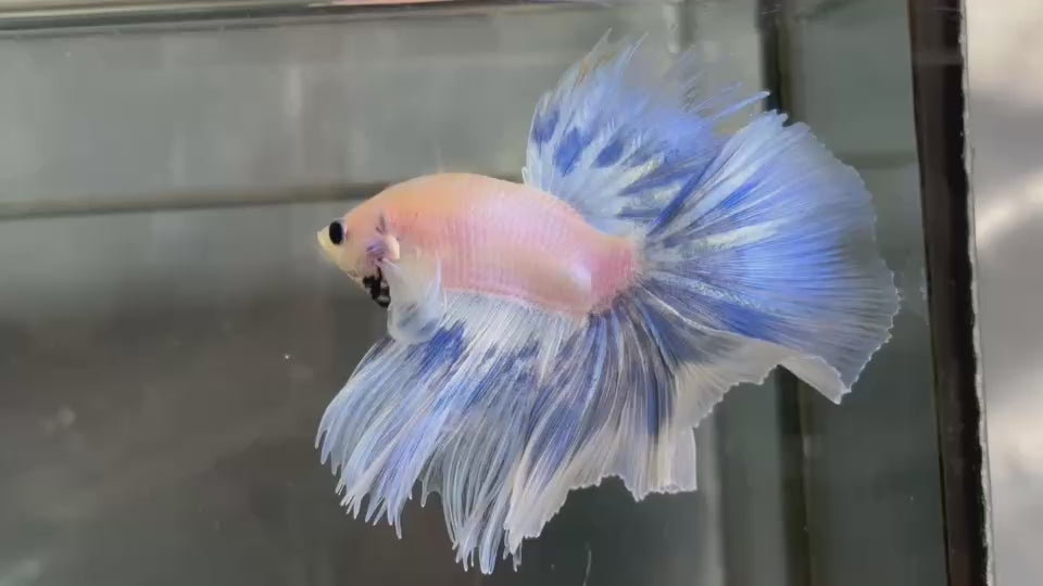 Live Male Betta Blue Grizzle Over Halfmoon (TNK-A346) High quality what you see what you get!!