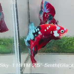 Live Male Betta Red Galaxy Koi Giants Plakat (Sky-1181) High quality what you see what you get!!