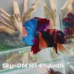 Live Male Betta Galaxy Nemo Plakat (Sky-014) High quality what you see what you get!!
