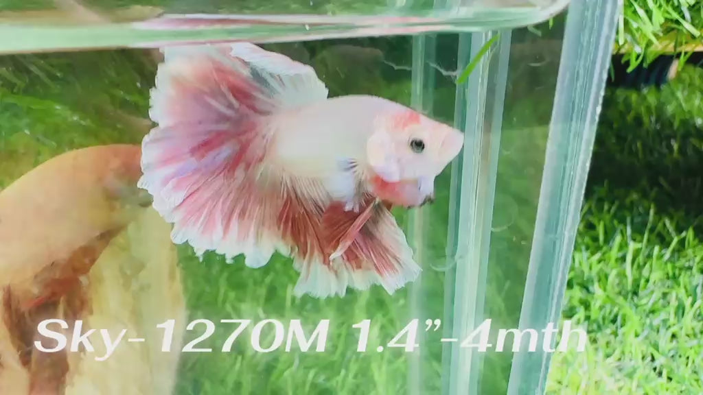 Live Male Betta Fancy Red Combodian Halfmoon Rosetail (Sky-1270) High quality What you see What you get!!