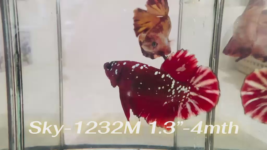 Live Male Betta Red Galaxy Stardust Plakat (Sky-1232) High quality What you see What you get!!
