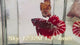 Live Male Betta Red Galaxy Stardust Plakat (Sky-1232) High quality What you see What you get!!