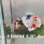 Live Male Betta Fancy Koi Dumbo big ear Plakat (Sky-1166) High quality what you see what you get!!