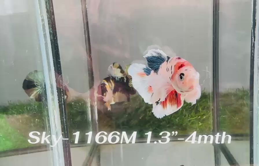 Live Male Betta Fancy Koi Dumbo big ear Plakat (Sky-1166) S050 High quality what you see what you get!!