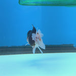 Thai Oranda Tri Color Short body breed 2.5" Body Female 6mths(FEB-560)R3B22