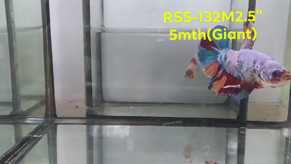 Live Male Betta Candy marble Giants Plakat (RSS-132) High quality what you see what you get!!