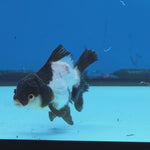 Thai Oranda Panda 3 in Body Female (FEB-519)R3A08