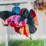 Live Male Betta Candy Sweet colors Giants Plakat (Sky-1188) High quality what you see what you get!!