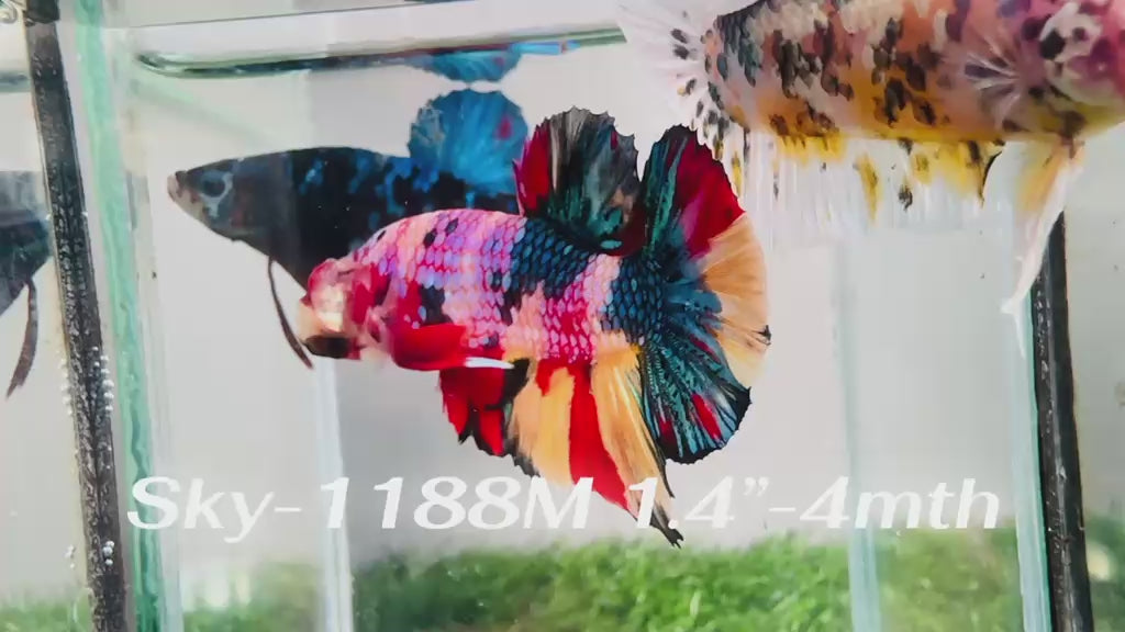 Live Male Betta Candy Sweet colors Giants Plakat (Sky-1188) S341 High quality what you see what you get!!