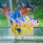 Live Male Betta Fancy Yellow Marble Giants Plakat (Sky-1180) High quality what you see what you get!!