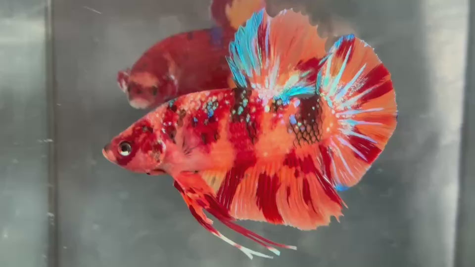 Live Male Betta Orange Red Nemo Fire Giants Plakat (TNK-A631)S254 High quality what you see what you get!!