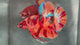 Live Male Betta Orange Red Nemo Fire Giants Plakat (TNK-A631)S254 High quality what you see what you get!!