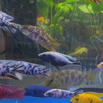Live Freshwater Cichlid Assorted Large Size 4" MALE – Premium Hand-Selected