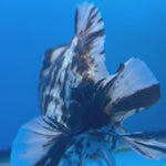 Thai Oranda Tri-Color Tiger 4" Male(NKT-CK-1576)BLUETUB-B