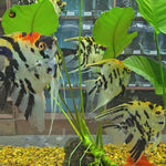 Live Freshwater Aquarium Koi Angelfish XL (Pterophyllum sp.) 4.00 inch