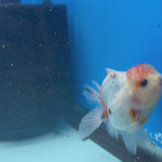 Thai Oranda Calico Yuanbao by SHOGUN 2.8” Body Male(CK-1591)R3B09
