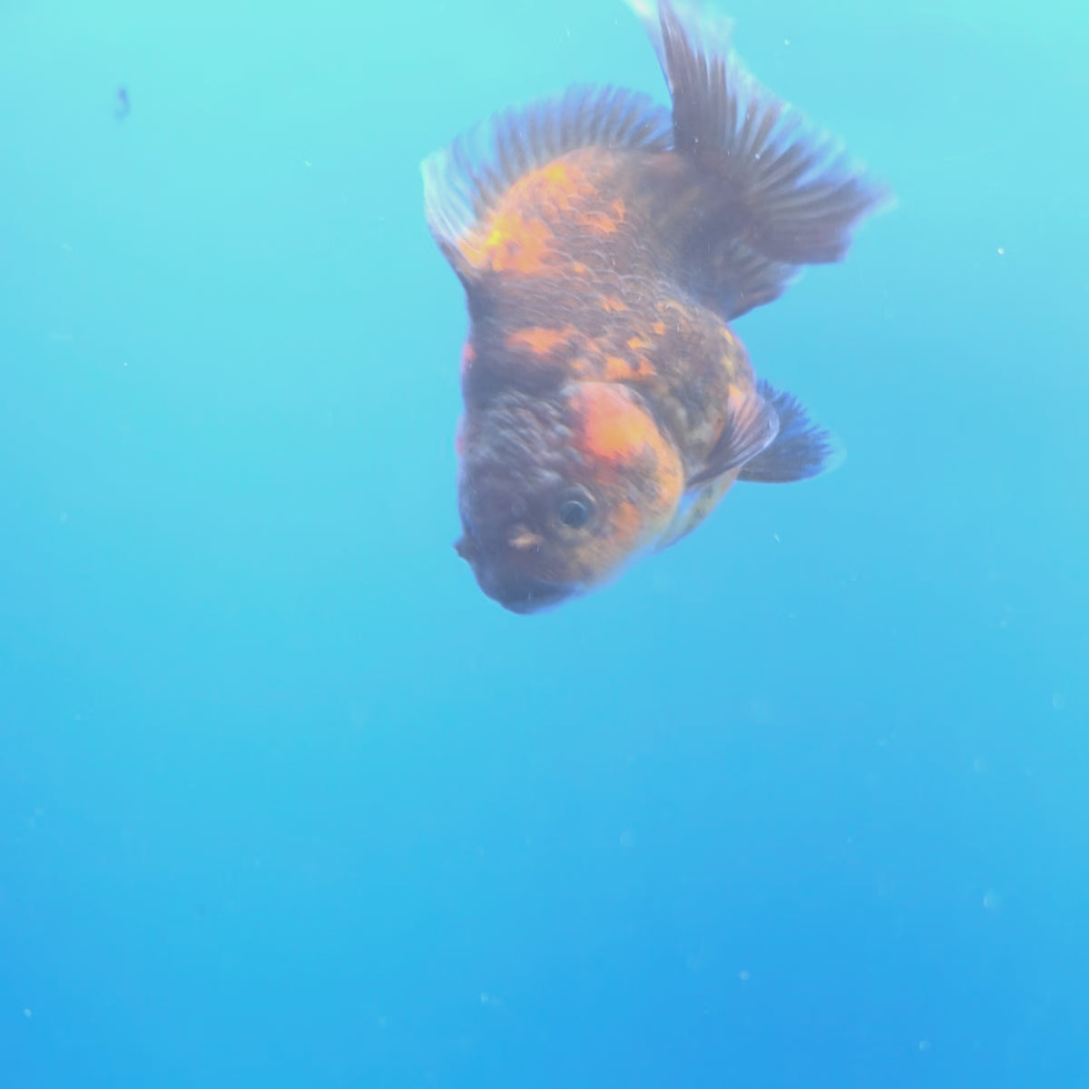 Thai Oranda Calico Sakura Shogun Farm 3" Body Female (FEB-828)R3B19