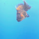 Thai Oranda Calico Sakura Shogun Farm 3" Body Female (FEB-828)R3B19
