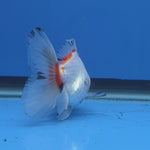 Thai Oranda Red Cap Tri Color 2.50" Body Female (FEB-745)R2B01