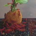 Live Freshwater Aquarium Fancy Bloody Mary Shrimp Premium Quality 10/$30, 20/$50 (Neocaridina sp.)(FS-010)