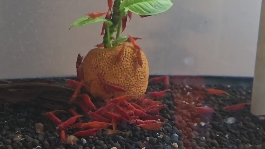 Live Freshwater Aquarium Fancy Bloody Mary Shrimp Premium Quality 10/$30, 20/$50 (Neocaridina sp.)(FS-010)