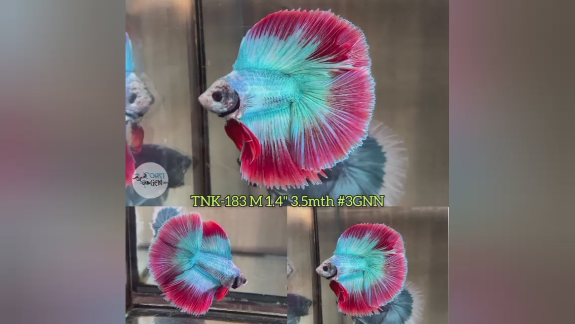 Male Betta Fish Double Tail Halfmoon Dark Tone Our Choice (CBM-1003)