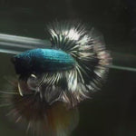 Live Male Betta Green Copper Dragon Halfmoon (MKP-607) High quality What you see What you get!!
