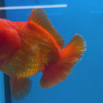 Thai Oranda JUMBO Full Red 4” Body Male(CK-1473)R2B15