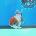 Thai Oranda Blue Calico Shogun Farm 3.5" Body Female 8mths(FEB-557)R3A02