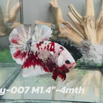 Live Male Betta Red Galaxy Copper Plakat (Sky-007) High quality what you see what you get!!