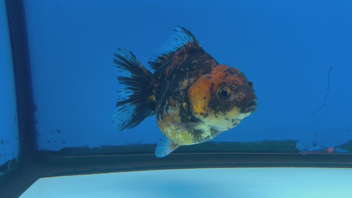 Thai Oranda Calico 3” Body Female(CK-1499)R3A05