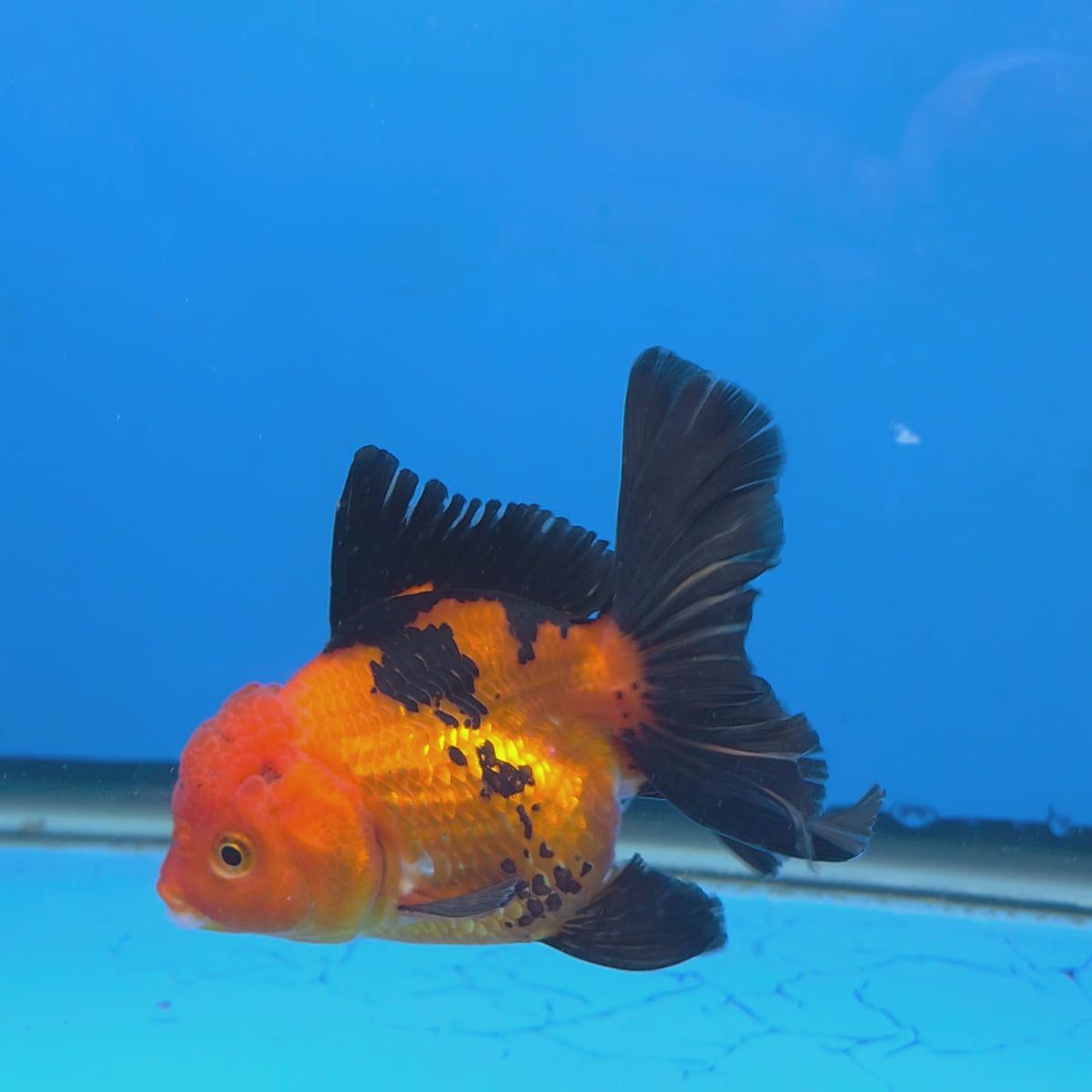 Thai Oranda Apache 3.00 inch Body Female(FEB-842)R2B07