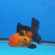 Thai Oranda Apache 3.00 inch Body Female(FEB-842)R2B07
