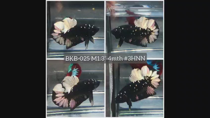 Live Male Betta Black Copper Galaxy Stardust Plakat (BKB-025) High quality what you see what you get!!