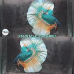Live Male Betta Green Yellow Mustard Halfmoon (KM-39) High Quality what you see what you get!!