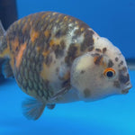 Chinese Ranchu Calico 4” Body Male(CK-1463)BLUETUBC