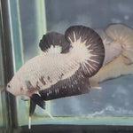 Live Male Betta Black Dragon Plakat (TNK-995) S265 High quality What you see What you get!!