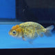 Thai Ranchu Tiger Calico 2.50" Body (FEB-875)R2B06