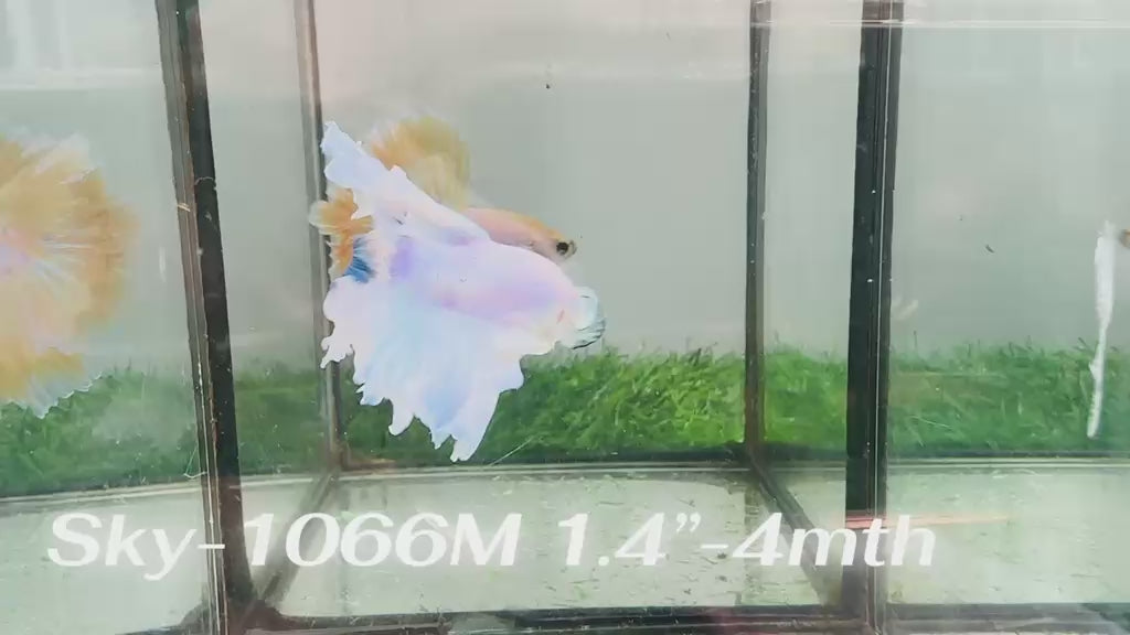 Live Male Betta Fancy Blue Marble Halfmoon (Sky-1066)S183 High quality what you see what you get!!
