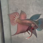 Live Male Betta Copper Samaragdina Hybrid Wild Plakat (BID-172) High quality what you see what you get!!