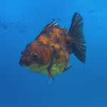 Thai Oranda Calico Yuanbao by SHOGUN 2.5” Body Male(CK-1589)R3B09
