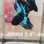 Live Male Betta Galaxy Blue Black Avatar Halfmoon (Sky-499)High quality what you see what you get!!