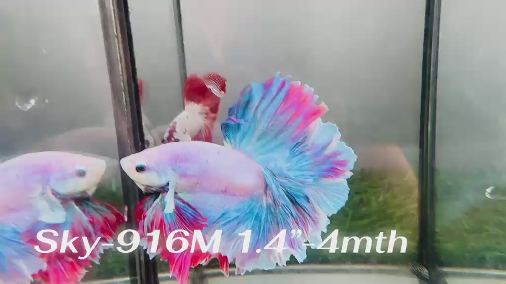 Live Male Betta Fancy Blue Pink Mascot Halfmoon Rosetail (Sky-916)CUP High quality What you see What you get!!