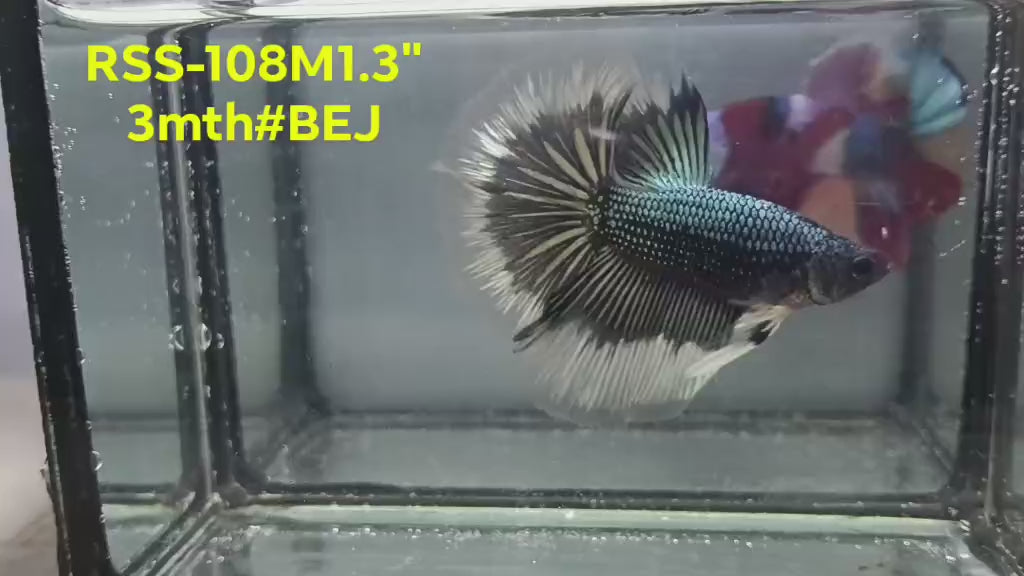 Live Male Betta Copper Butterfly Halfmoon (RSS-108) High quality what you see what you get!!